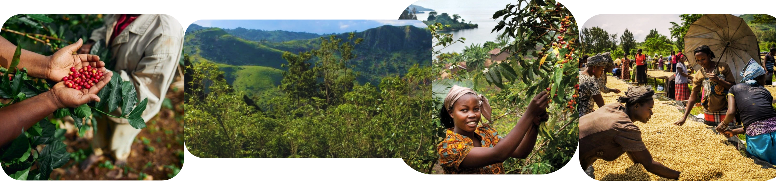 Kopie návrhu mailchimp-headerfooter(1)