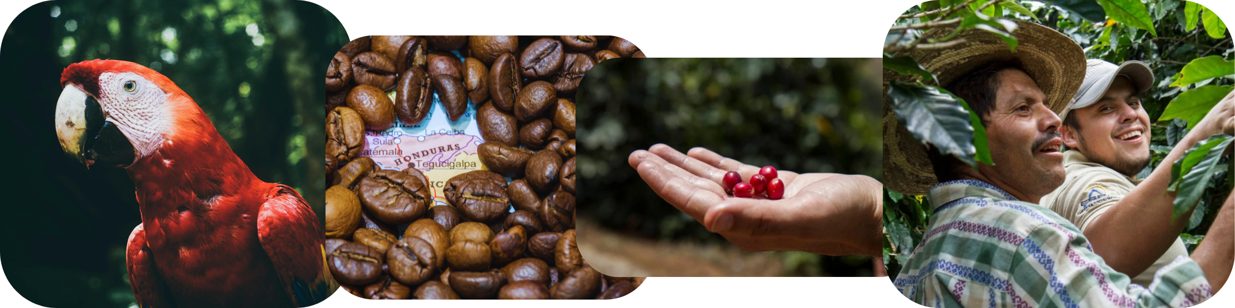 mailchimp-headerfooter(1)