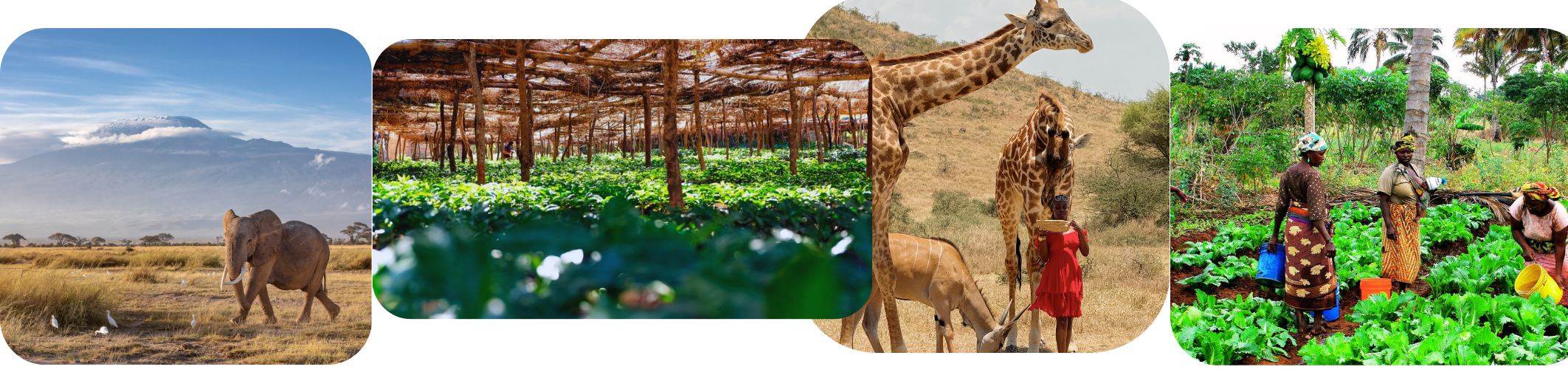 mailchimp-headerfooter(1)_3