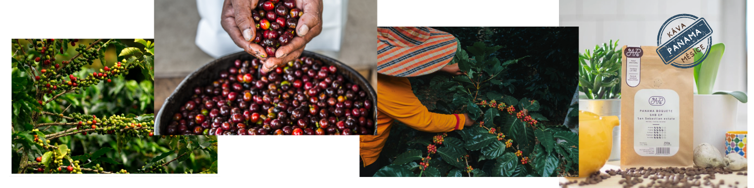 panama_kava_měsíce