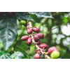 KÁVA NIKARAGUA Pacamara Finca La Bendicion